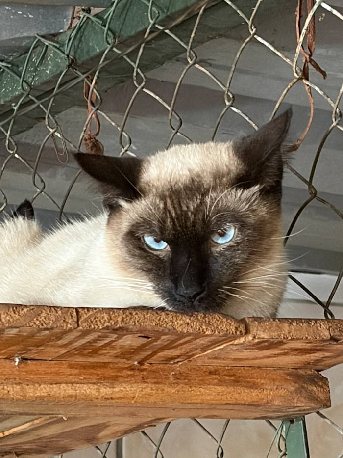 Foto de Dominique