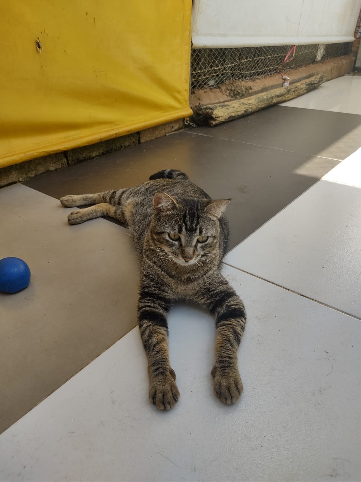 Foto de Drauzio